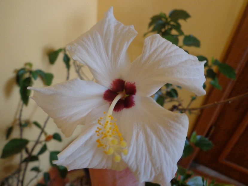  - 1-HIBISCUS 2019