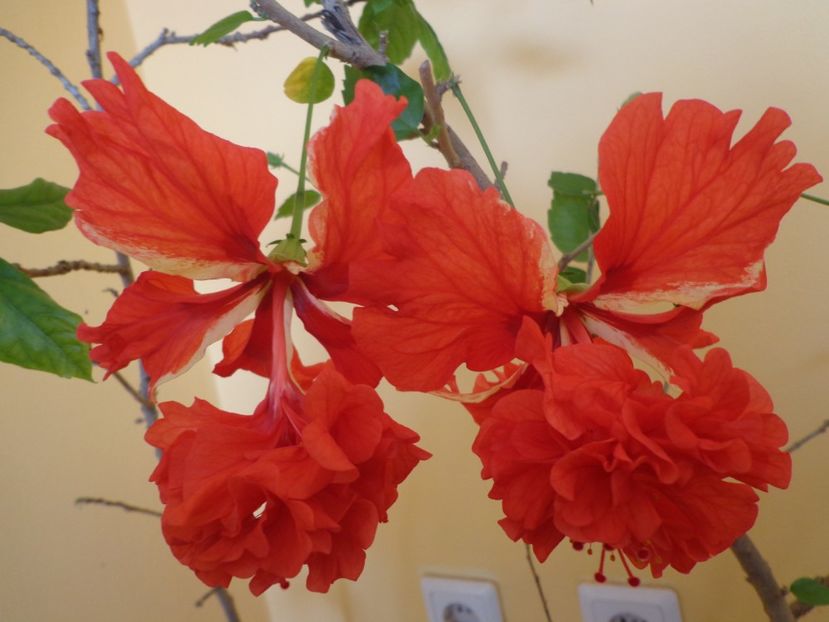 - 1-HIBISCUS 2019