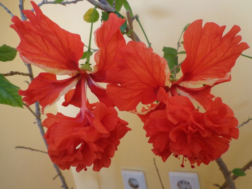  - 1-HIBISCUS 2019