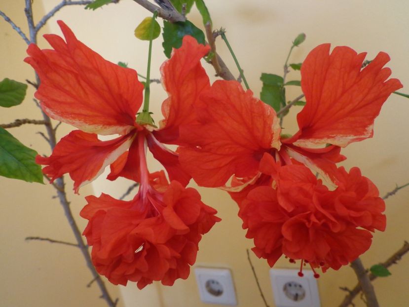  - 1-HIBISCUS 2019
