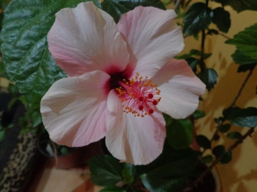  - 1-HIBISCUS 2019
