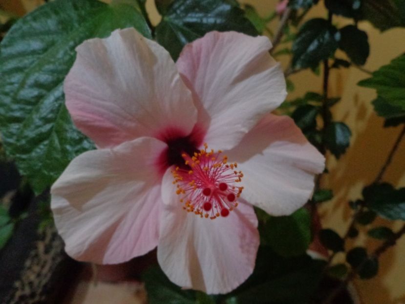 - 1-HIBISCUS 2019