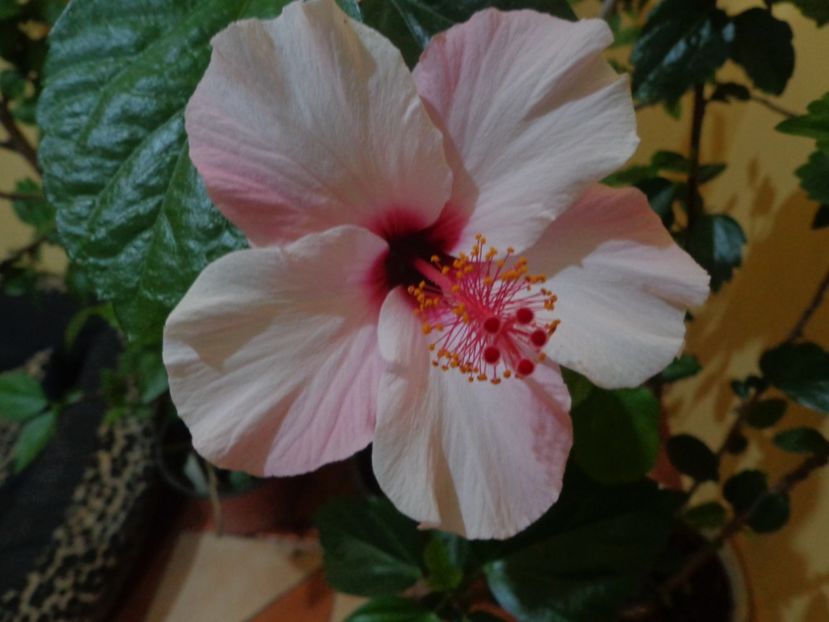  - 1-HIBISCUS 2019