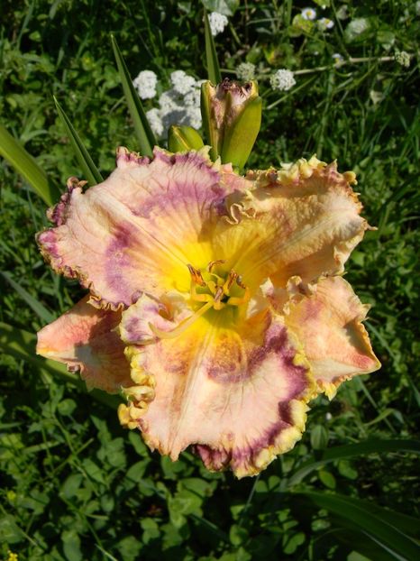 Ruffles have ripples - xx Colectie hemerocallis