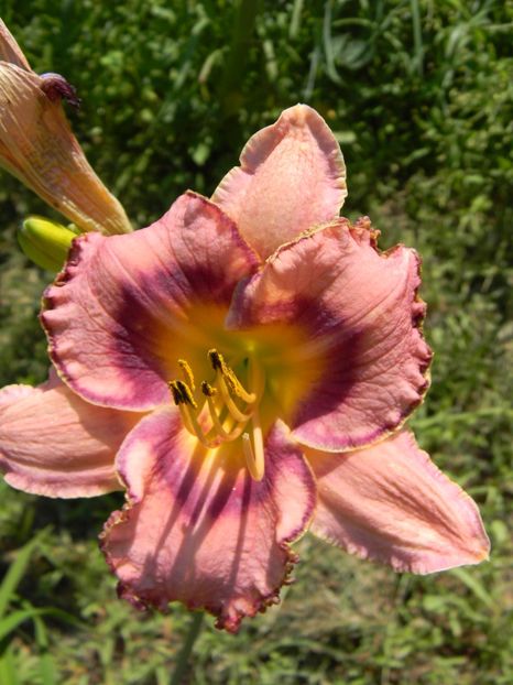  - soiurile mele - Hemerocallis