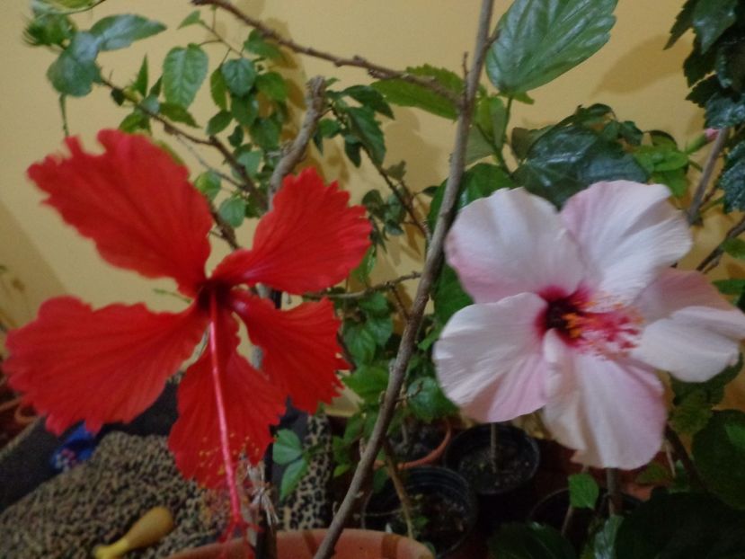  - 1-HIBISCUS 2019