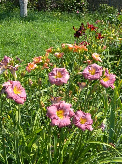 Lavender blue baby - Hemerocallis 2019