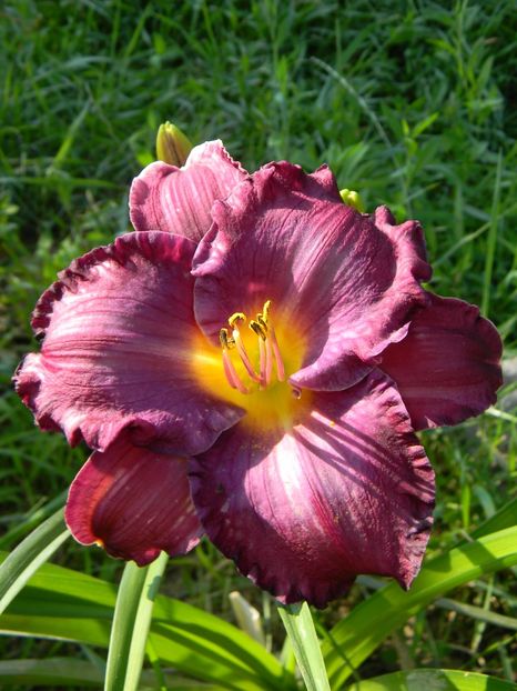 Bluegrass memories - Hemerocallis 2019