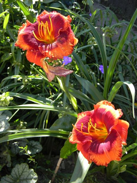 Orange city - Hemerocallis 2019