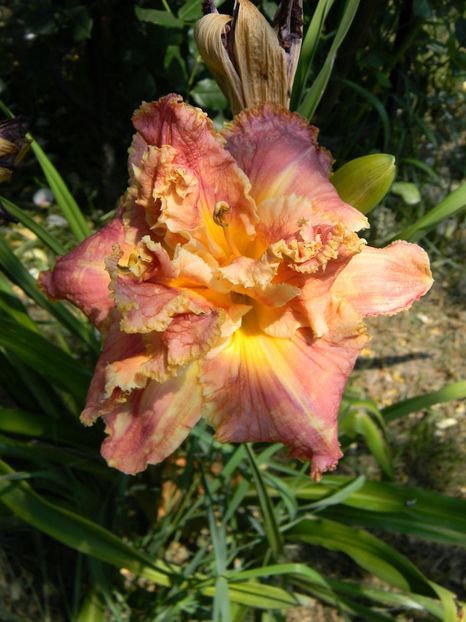 John Peat - Hemerocallis 2019