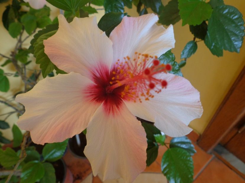  - 1-HIBISCUS 2019