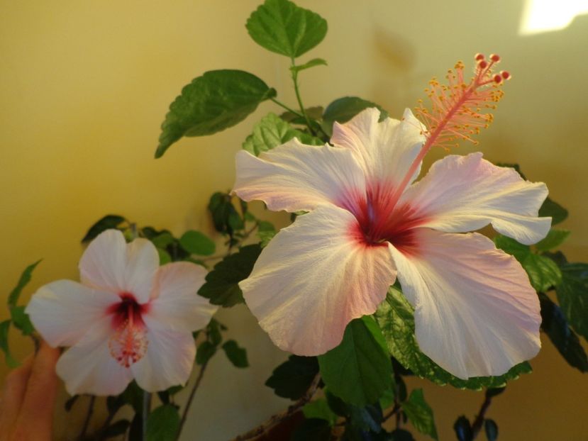  - 1-HIBISCUS 2019