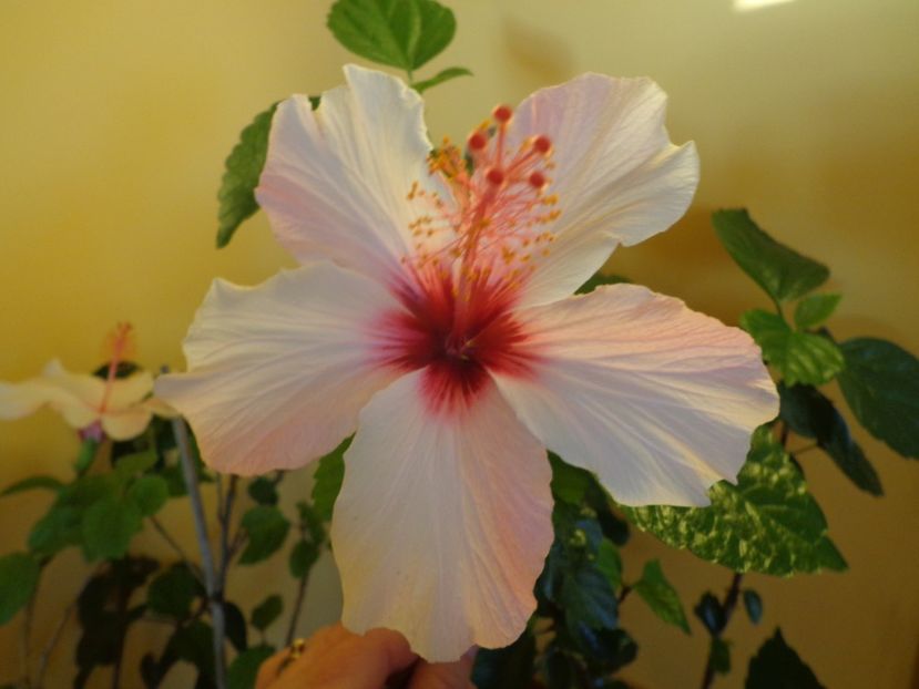  - 1-HIBISCUS 2019