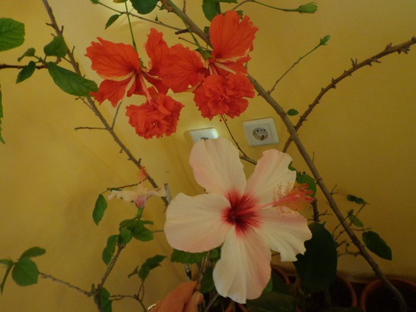  - 1-HIBISCUS 2019