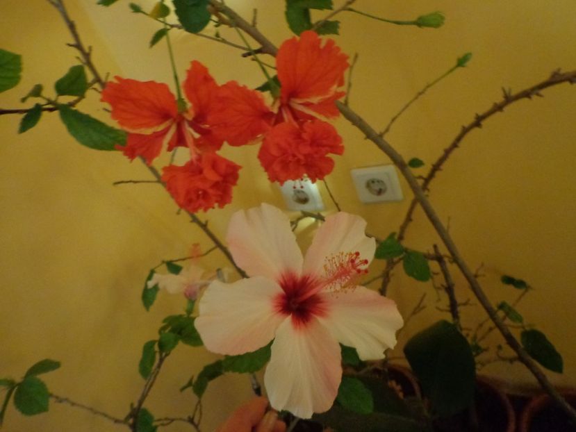  - 1-HIBISCUS 2019