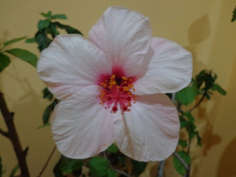  - 1-HIBISCUS 2019