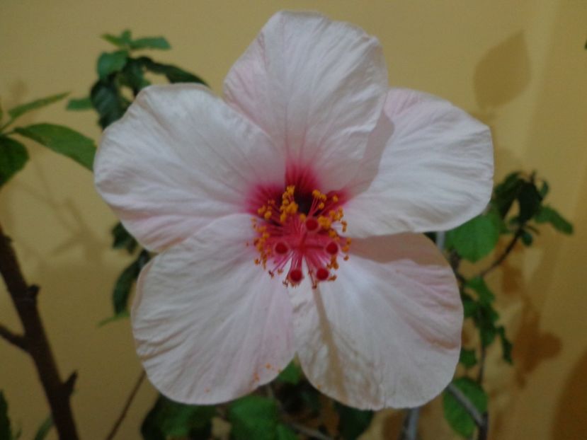  - 1-HIBISCUS 2019