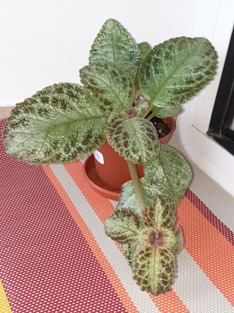  - Episcia 2019