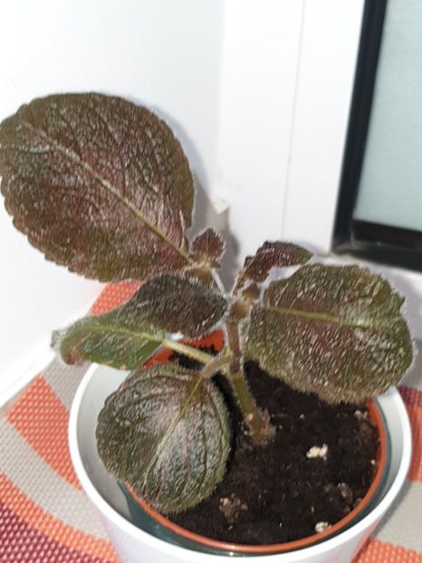  - Episcia 2019