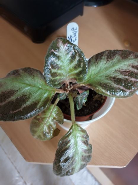 - Episcia 2019