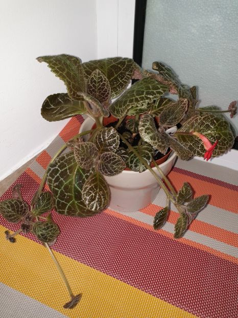  - Episcia 2019