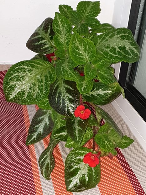  - Episcia 2019