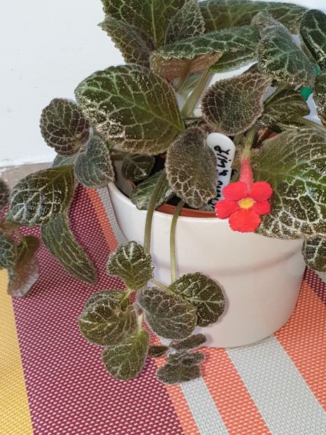  - Episcia 2019
