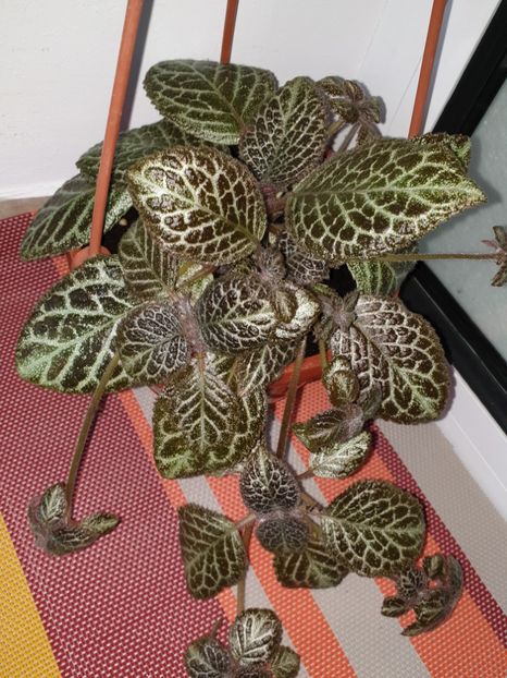  - Episcia 2019