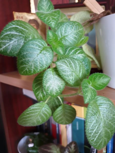  - Episcia 2019
