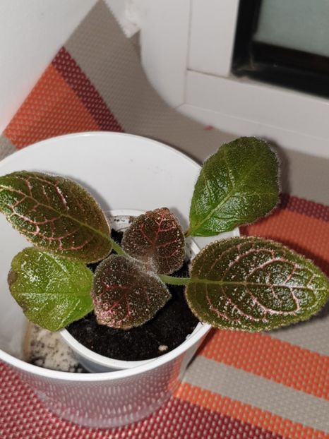  - Episcia 2019