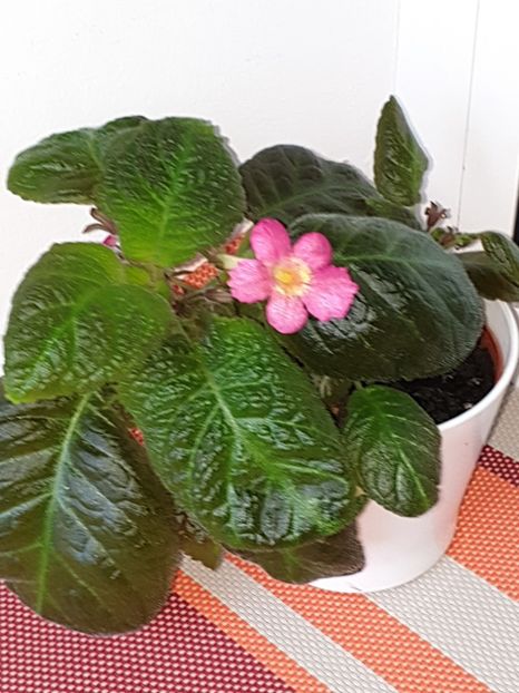  - Episcia 2019