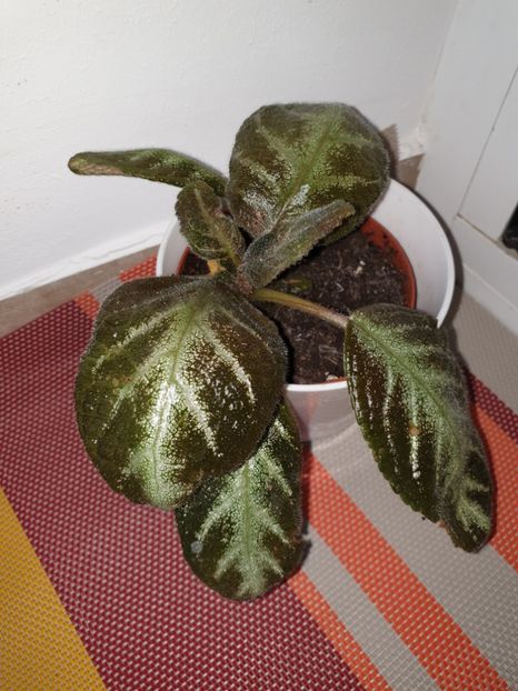  - Episcia 2019