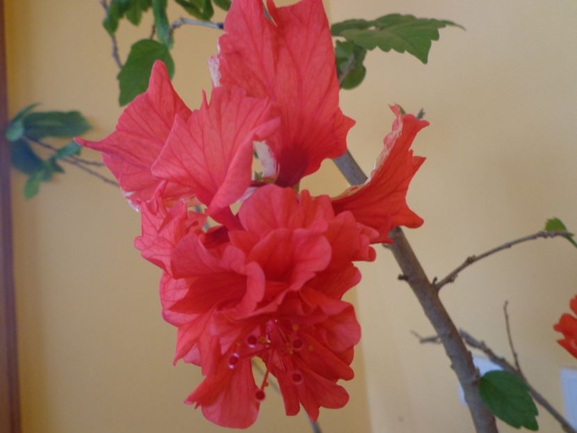  - 1-HIBISCUS 2019