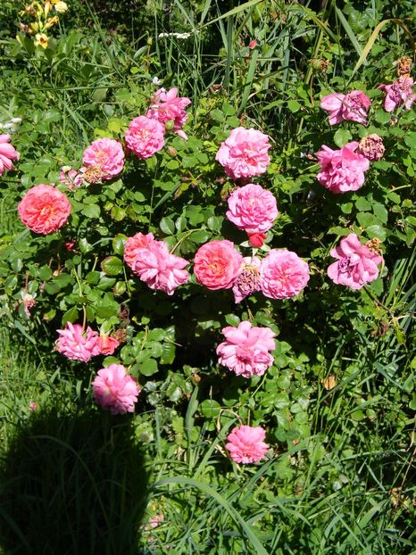 Cristopher Marlowe - Trandafiri 2019