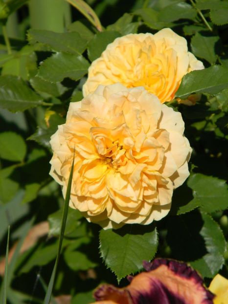 Golden zest - Trandafiri 2019