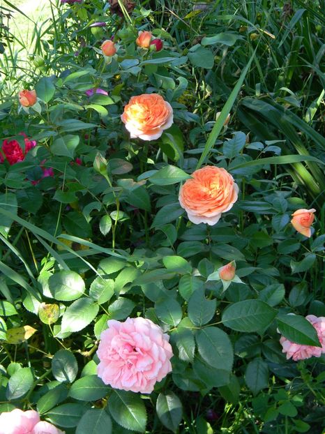 Chippendale - Trandafiri 2019