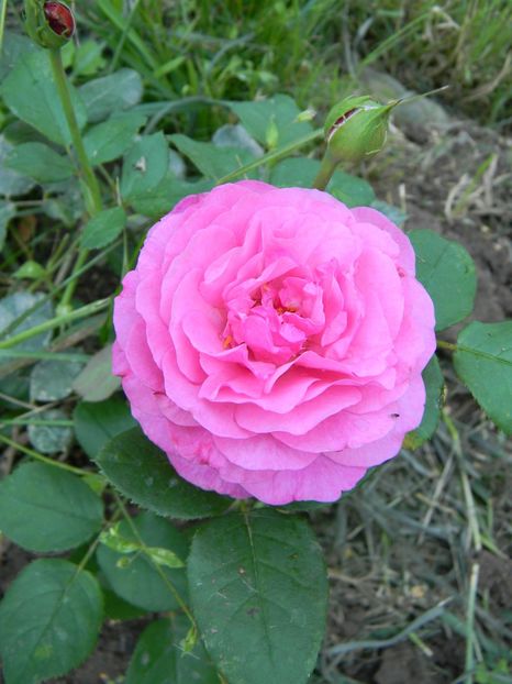 Kaffe fasset - Trandafiri 2019