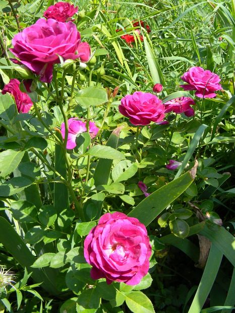 Twilight zone - Trandafiri 2019