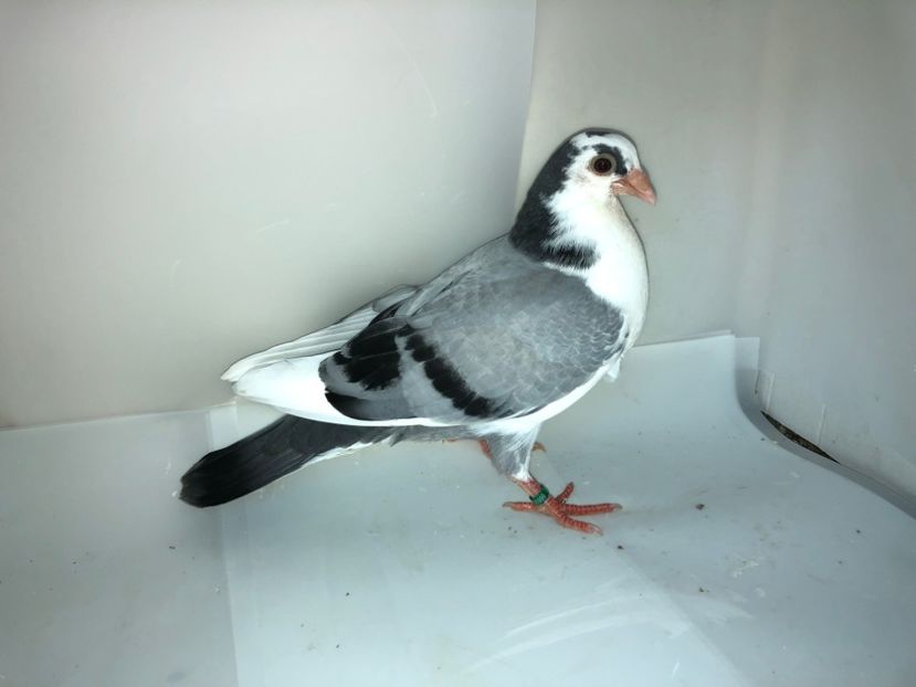 6999  mascul  2019_2 - tineret 2019