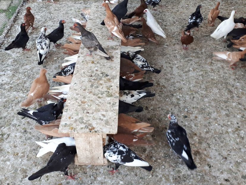  - I _ carunculați 2019