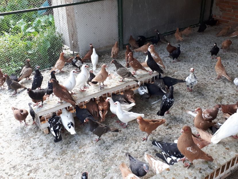  - I _ carunculați 2019