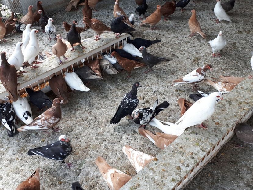  - I _ carunculați 2019