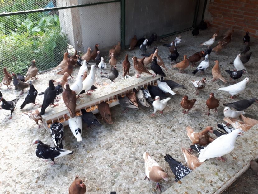  - I _ carunculați 2019