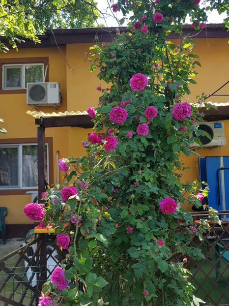  - TRANDAFIRI 2019