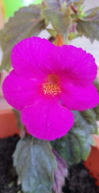  - X2 Achimenantha Pisces-erika 76