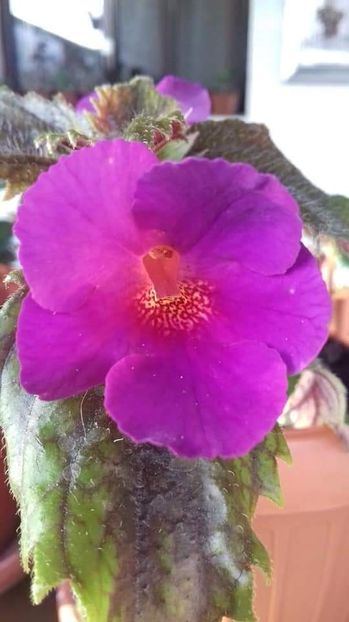  - X2 Achimenantha Pisces-erika 76