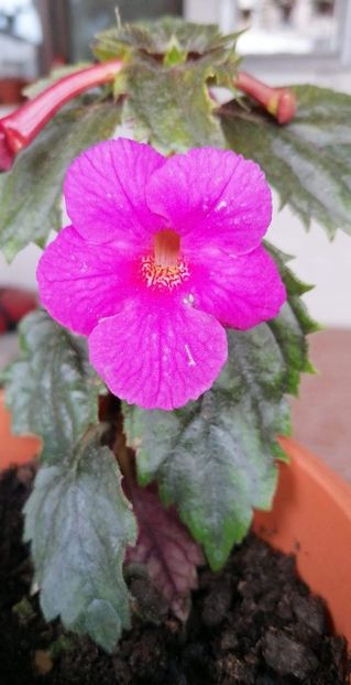  - X2 Achimenantha Pisces-erika 76