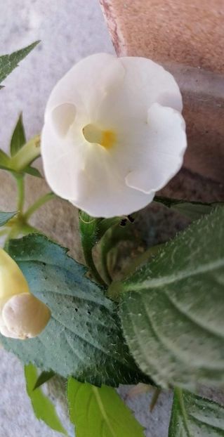  - Himalayan Angel-erika 76