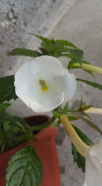  - Himalayan Angel-erika 76