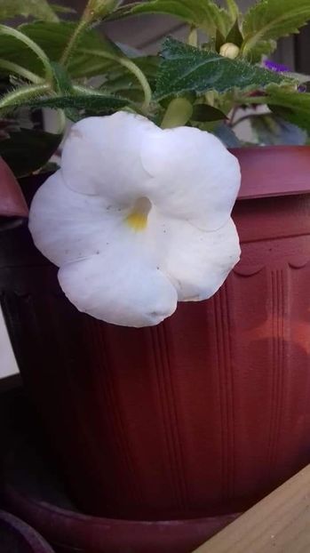  - Himalayan Angel-erika 76